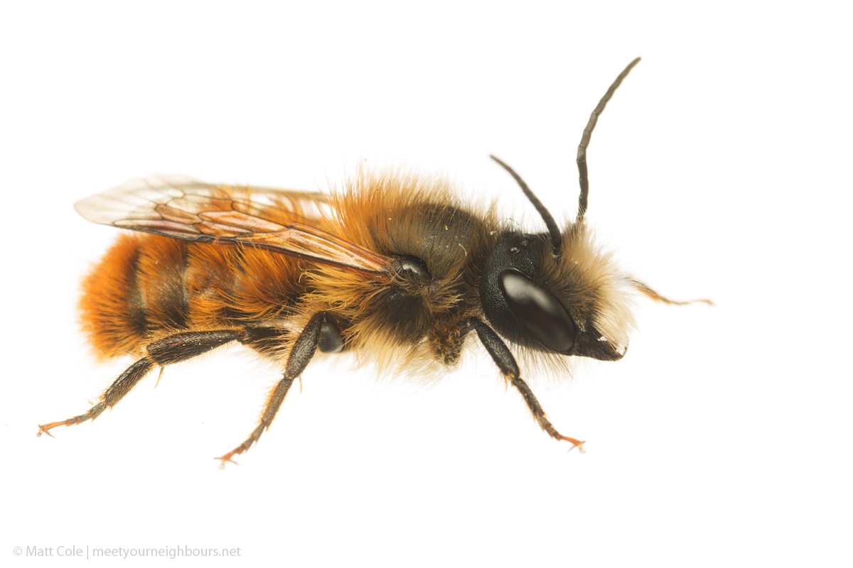 MYN Red Mason Bee